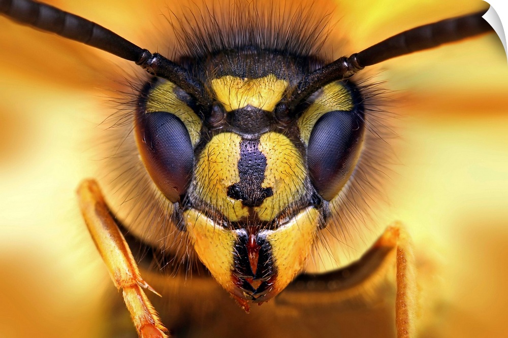 Macro image of the face of a wasp.