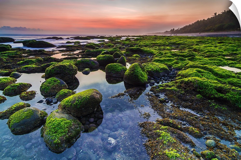 Mossy rocks on the coast of Pengeragoan, Pekutatn, Bali, Indonesia.