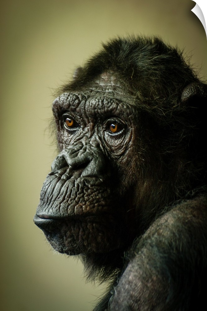 Portrait of a female chimpanzee with a sad expression.