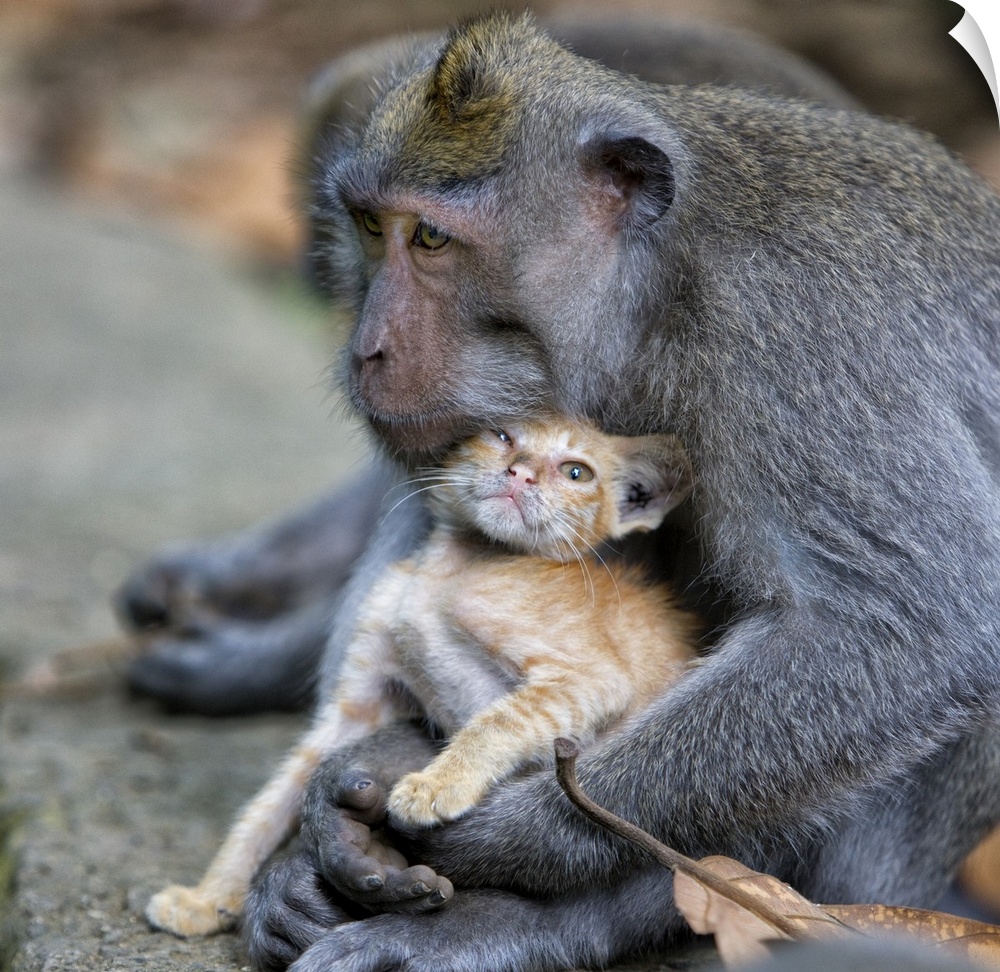 Portrait of a monkey holding a kitten as if it were a baby.
