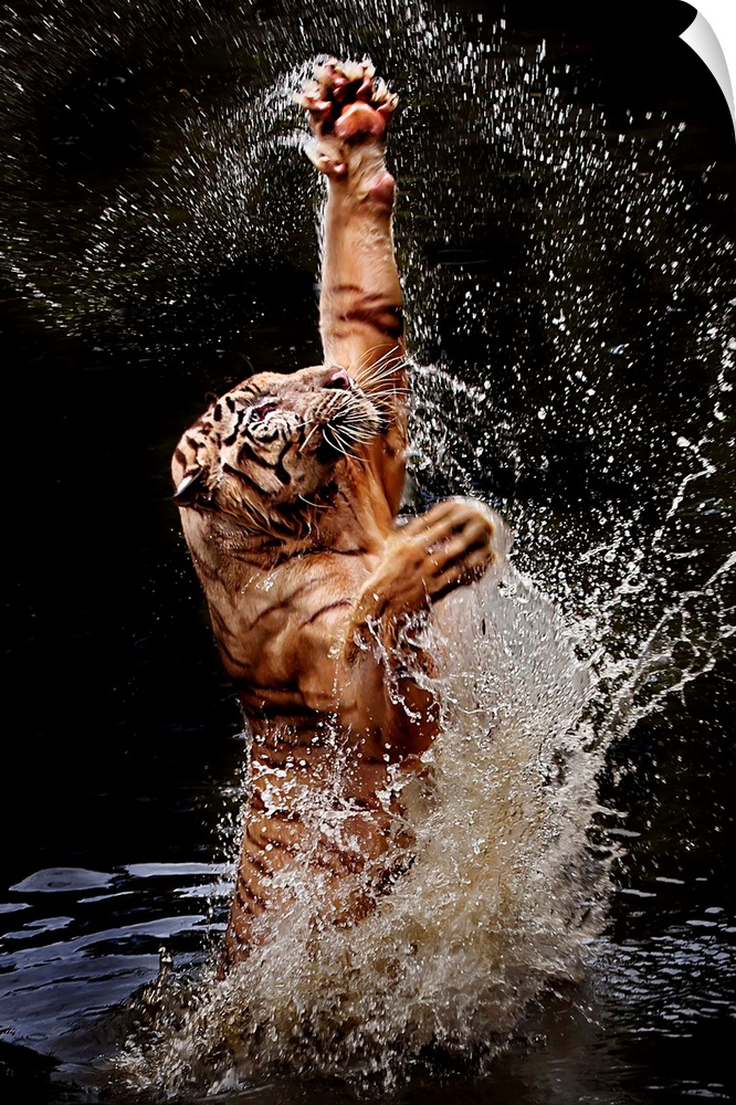 A tiger leaping out of the water with paws outstretched.