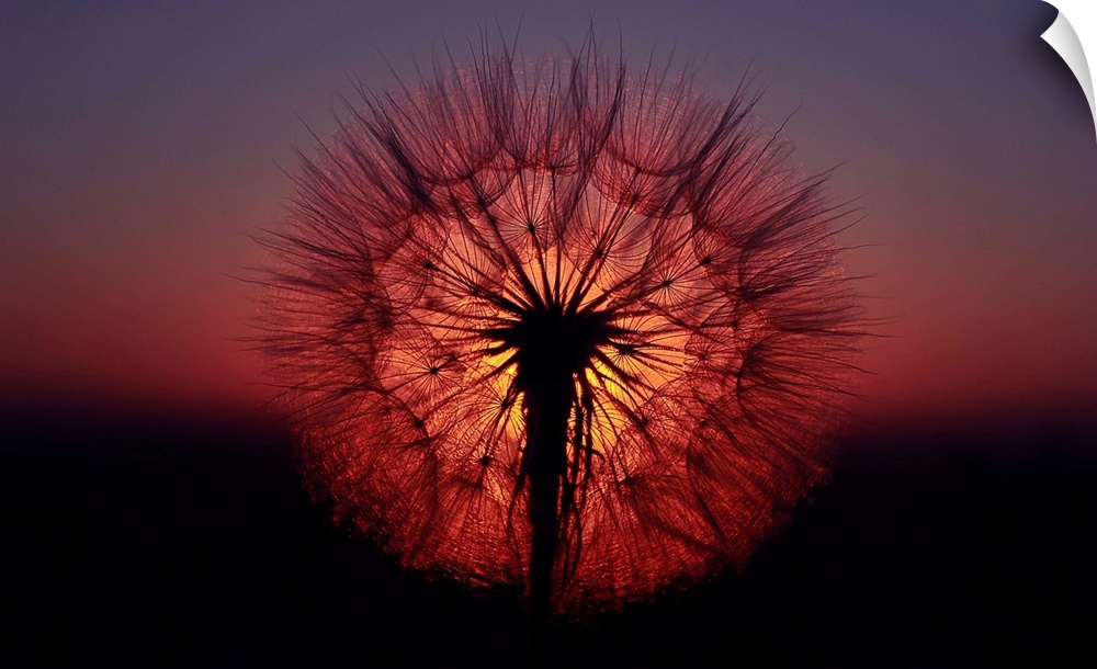 Silhouetted dandelion seeds against the sun.