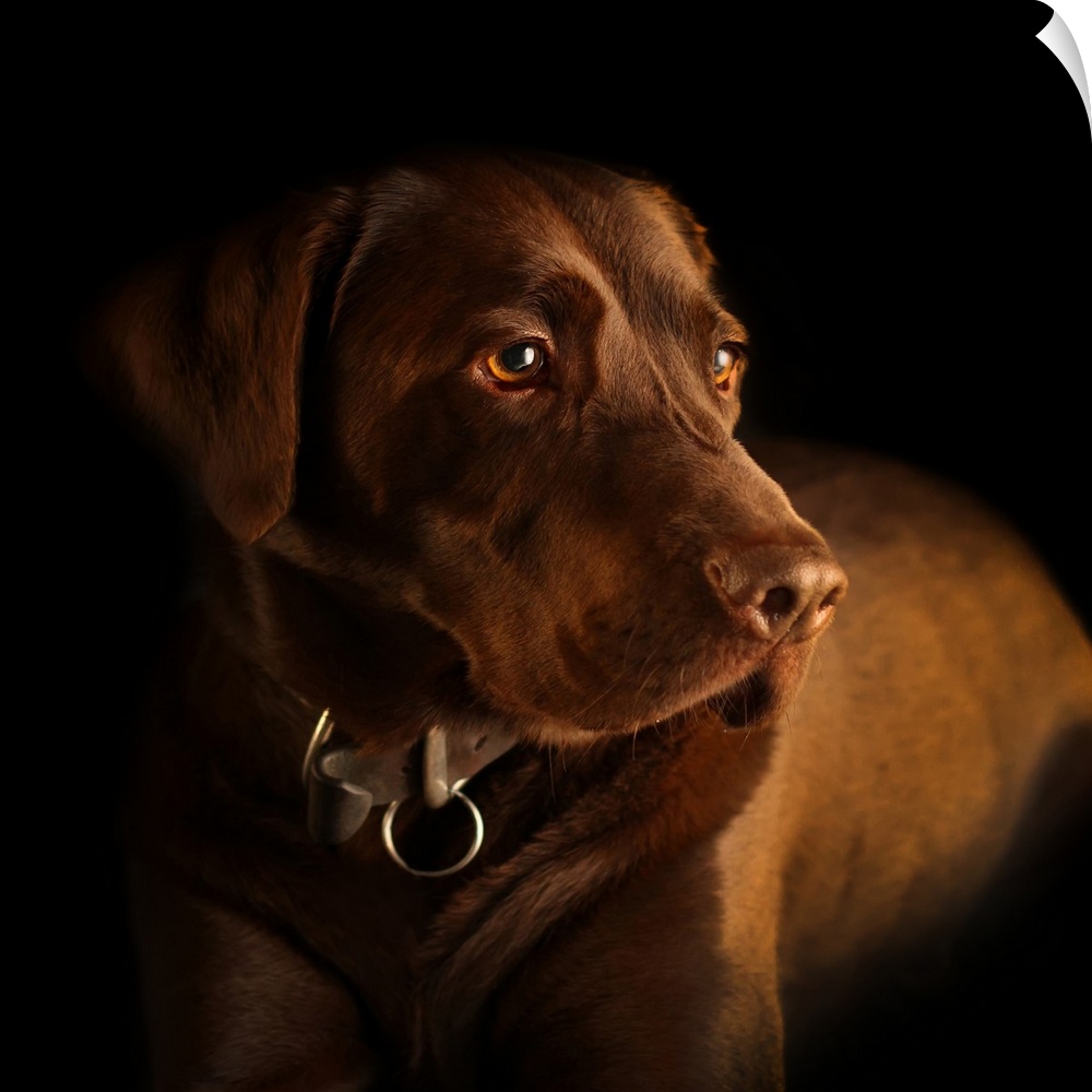 Three year old Chocolate Labrador dog.