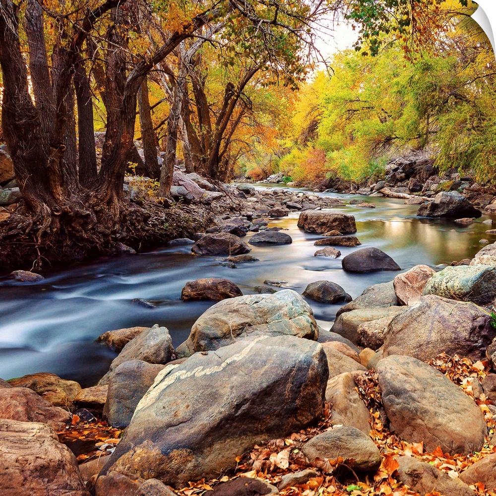 A rocky riverbed in a forest in Autumn, Utah.
