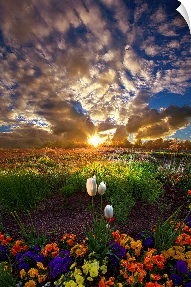 A field of colorful flowers under an impressive cloudscape at sunset, Wisconsin.
