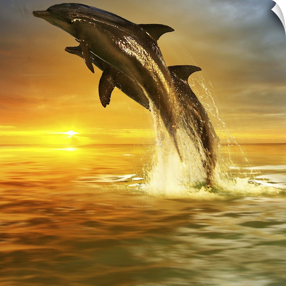 Two Dolphins leaping out of the water, over the sunset on the horizon.