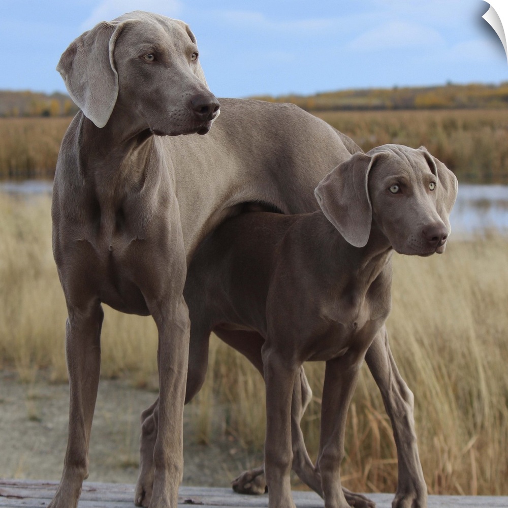 Large and small Weimaraner dogs in a cute pose.