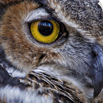 Owl Eye