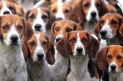 Pack Of Hounds