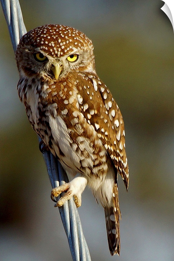Pearl Spotted Owl
