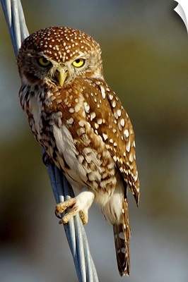 Pearl Spotted Owl