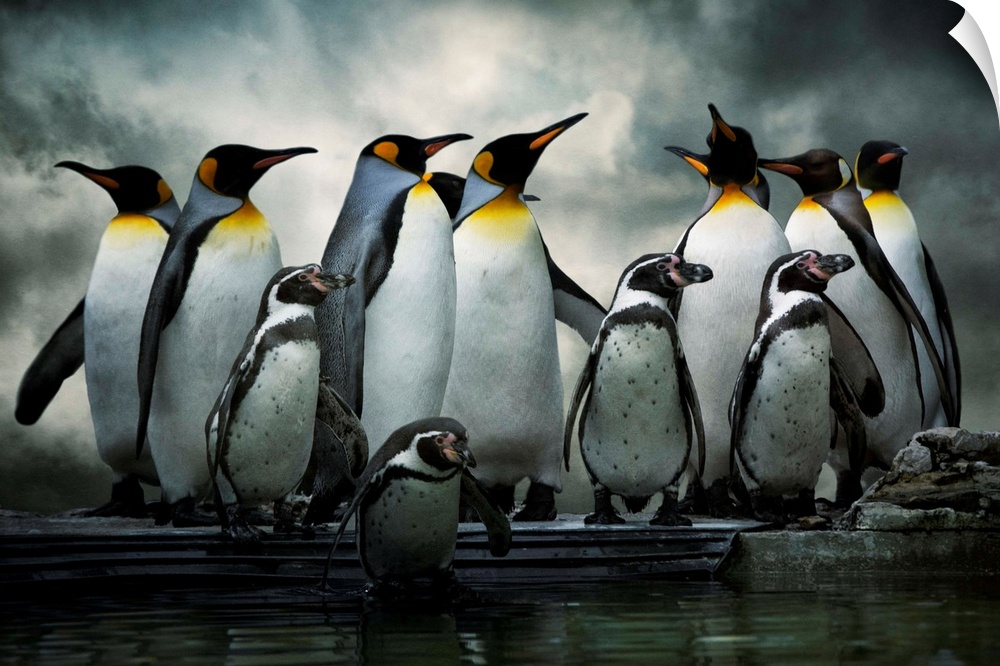 King Penguins and African Penguins standing together under dark clouds.
