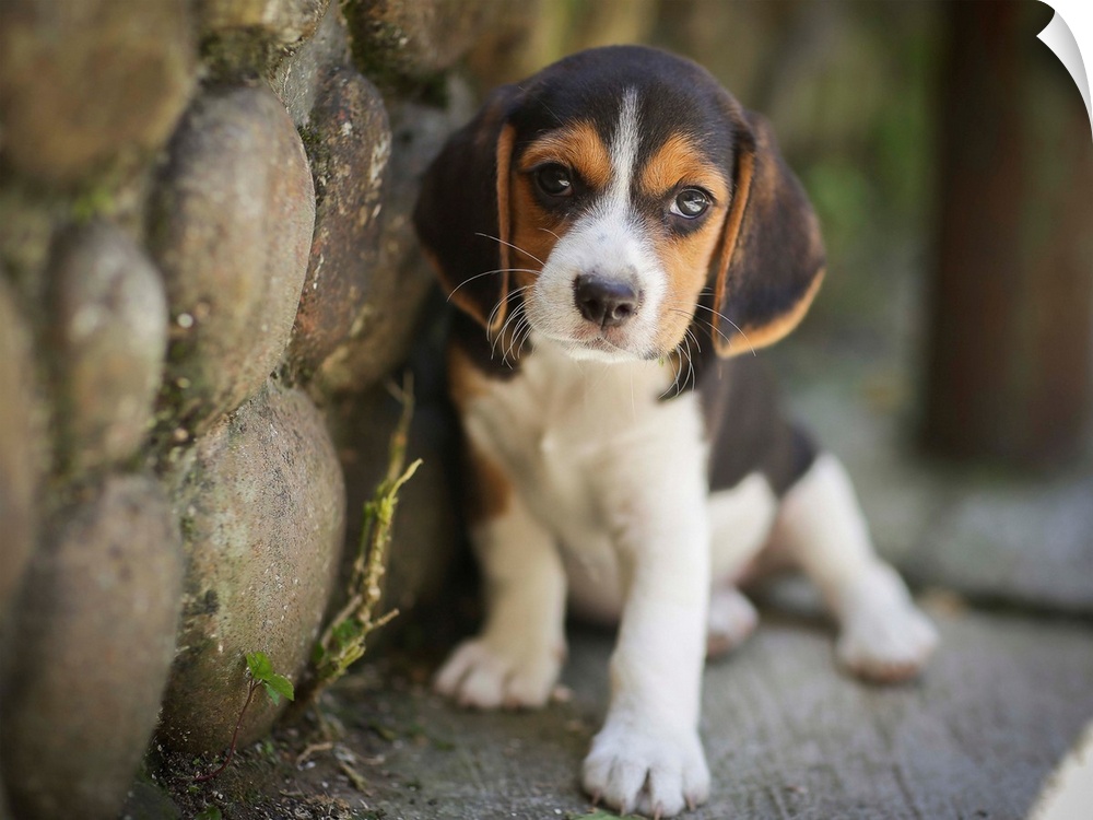 Cute Beagle puppy next to a stone wall.