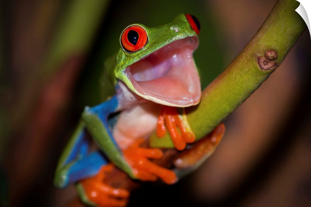 A red-eyed tree frog with its mouth wide open, as if in surprise.