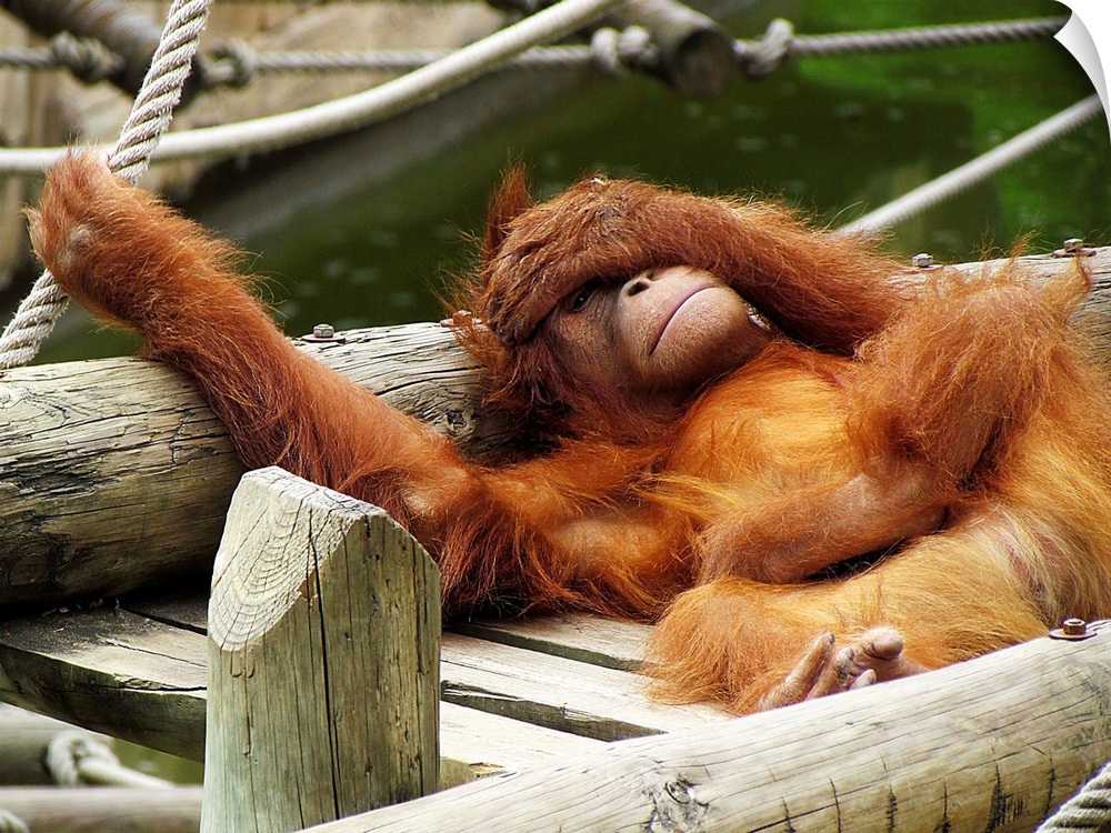 Sumatran orangutan at Lisbon Zoo, lounging on a wooden structure.