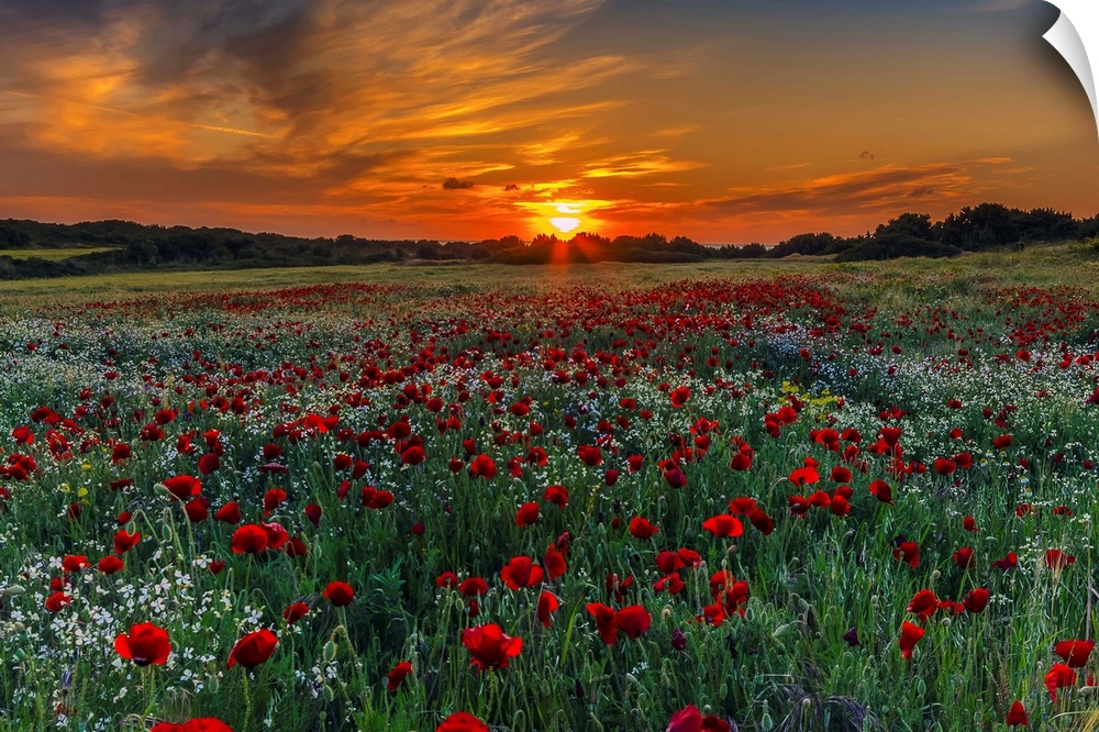 Meadow with poppies at sunset in Kos island, Greece.