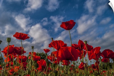 Poppies Reach for the Sky
