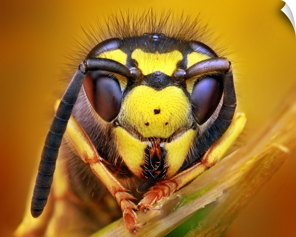 Macro photo of the head of a wasp, missing one antenna.