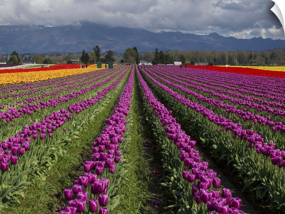 Rows of tulips in a field, Skagit Valley, Washington.