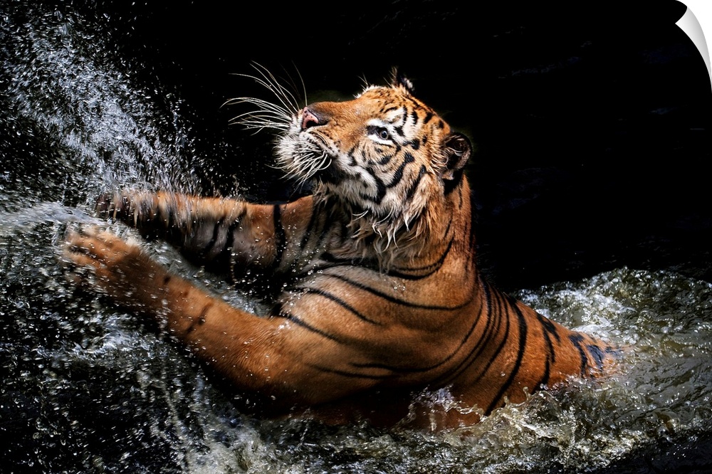 A photograph of a tiger leaping up into the air from shallow water.