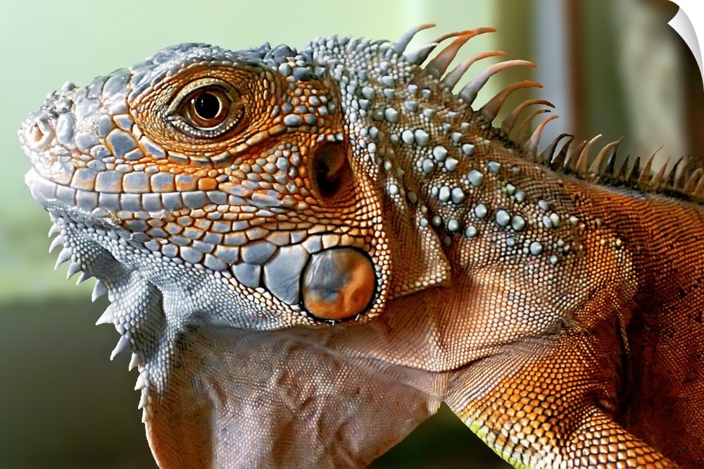 Portrait of a large red iguana with scaly skin.