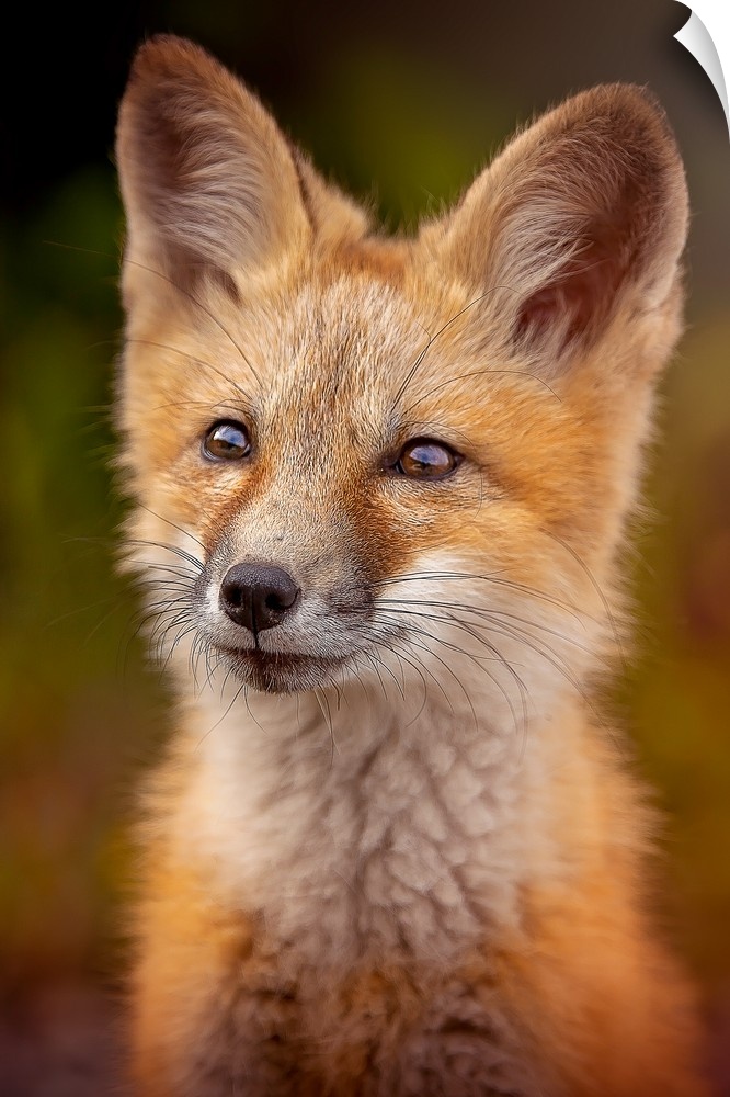 Portrait of a cute young red fox.