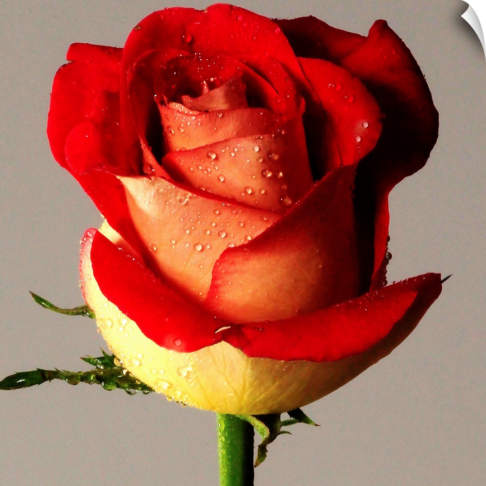 Red rose bi-tone, with drops