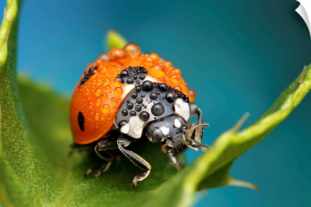 Macro image of a ladybug with raindrops on its back.