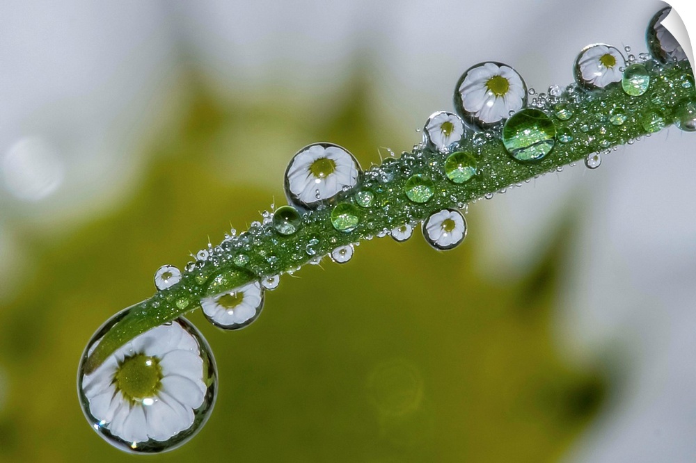 A daisy reflected in the water droplets on a leaf.