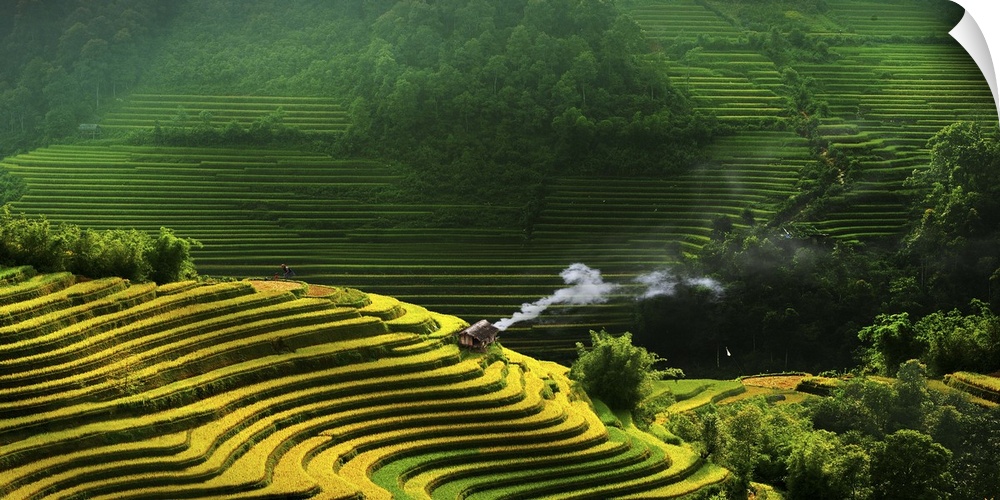 Vietnamese rice terrace fields.
