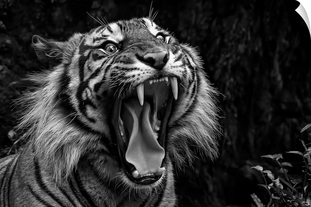 Black and white photo of a snarling tiger.