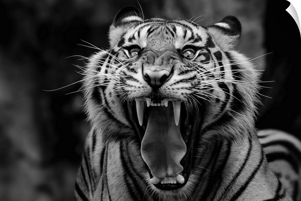 Black and white portrait of a snarling tiger showing off its fangs.