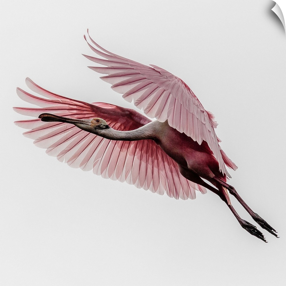 A Roseate Spoonbill in mid-flight, with its wings outstretched.