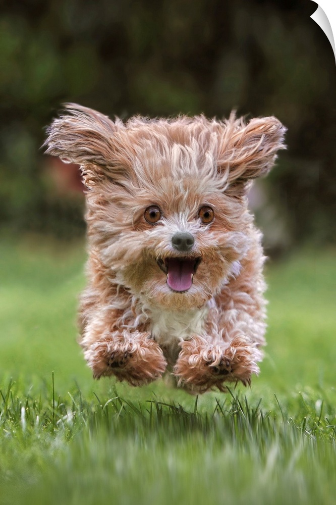 A puppy running excitedly through the grass.