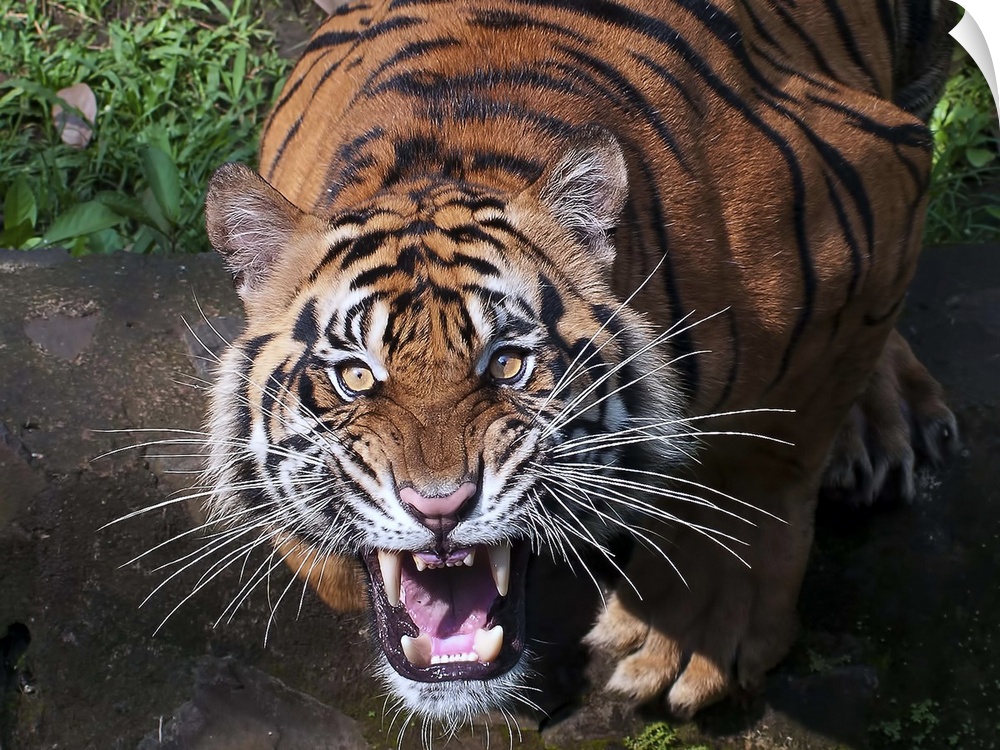 Portrait of a tiger roaring with ferocity.