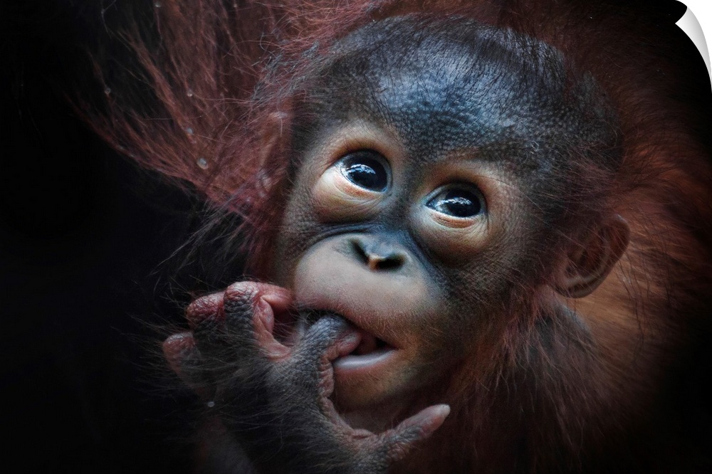 A baby orangutan with its finger in its mouth.