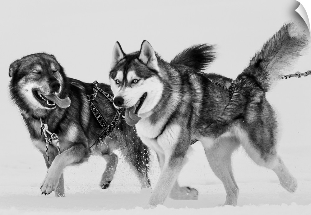 Two Siberian Husky dogs running in the snow, Iceland.