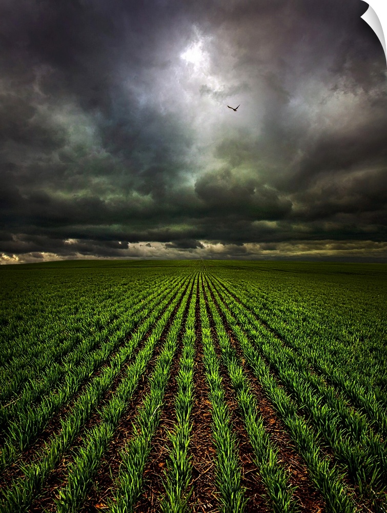 Countryside scene looking down the field of crops under a stormy looking sky.