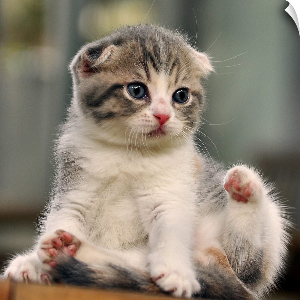 Adorable little kitten with folded ears.