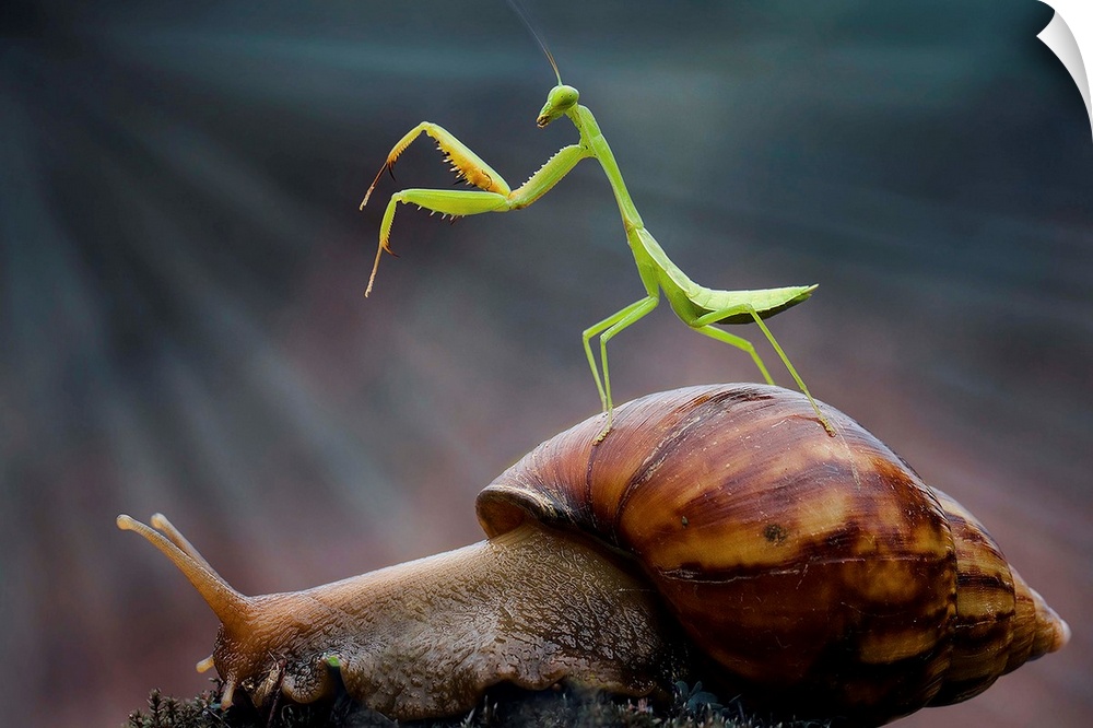 A tiny Praying Mantis standing on the shell of a snail.