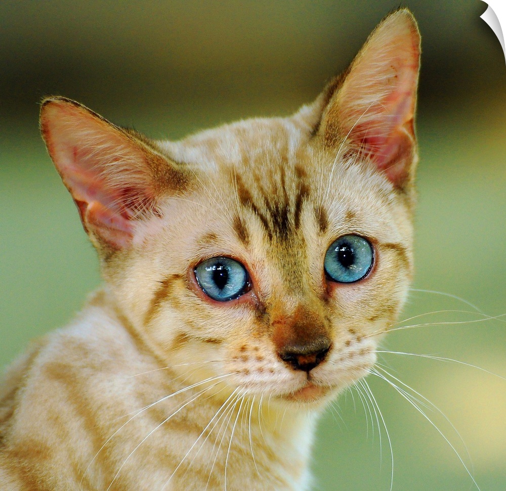 Portrait of a cream colored Bengal kitten with blue eyes.