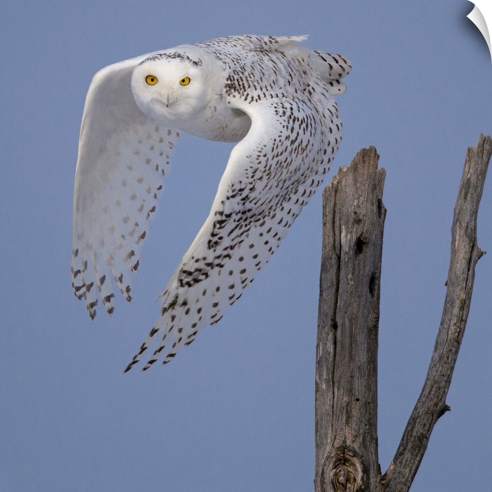 A Snowy Owl takes off in the Sax-Zim bog, Northeast Minnesota.
