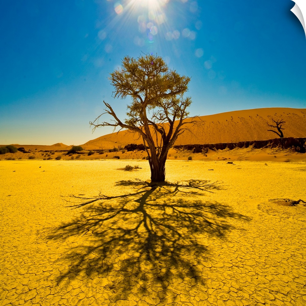 A tree in the sunlight in Sossusvlei, Namib Desert, Namibia.