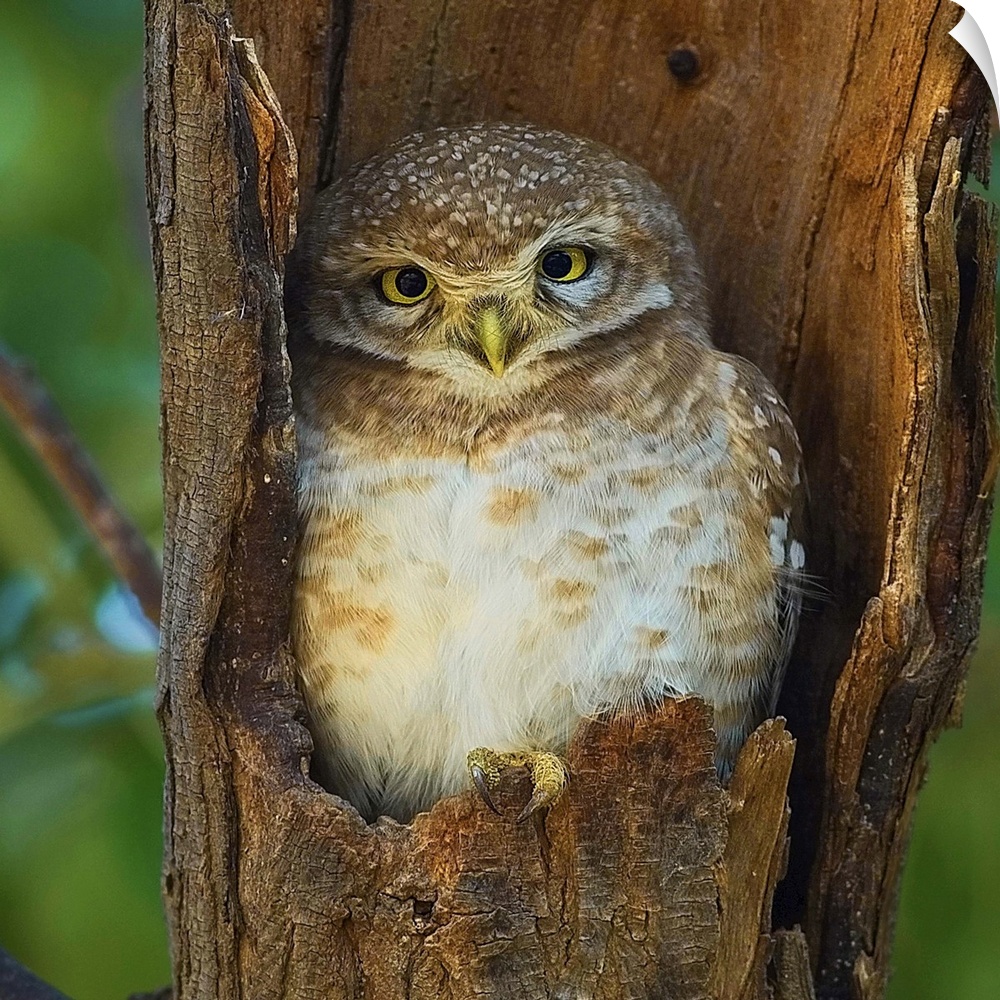 A cute little owl nestled in the hollow of a tree branch.