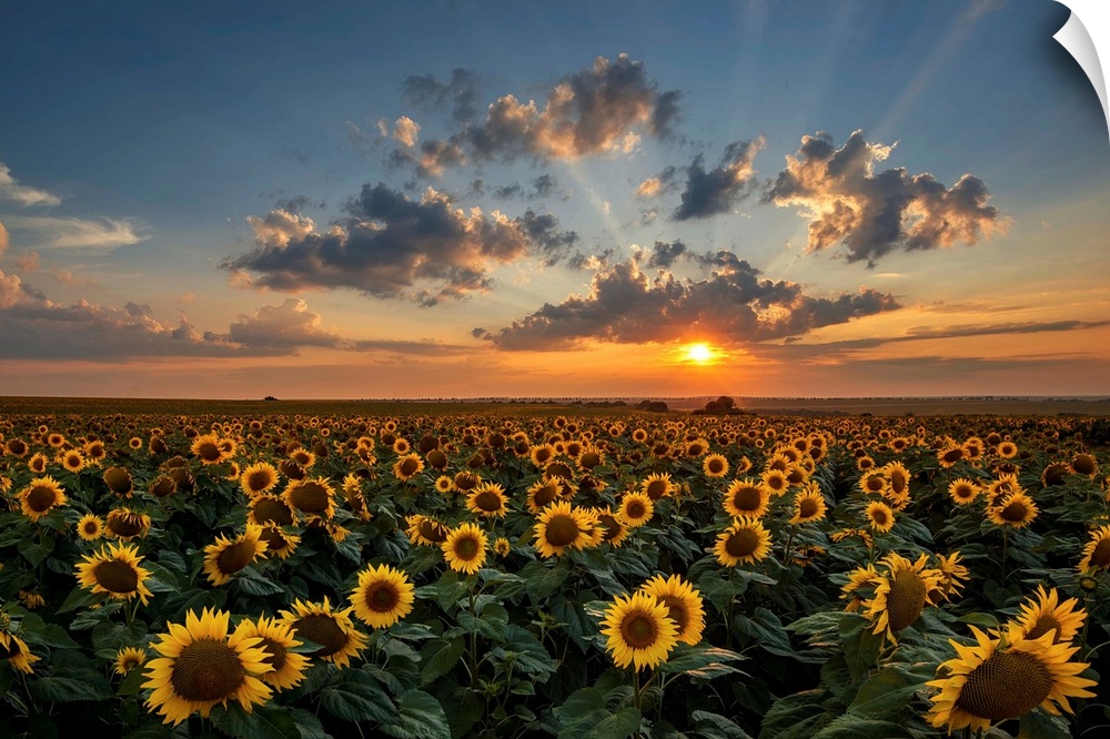 Magnificent sunset over a sunflower field.