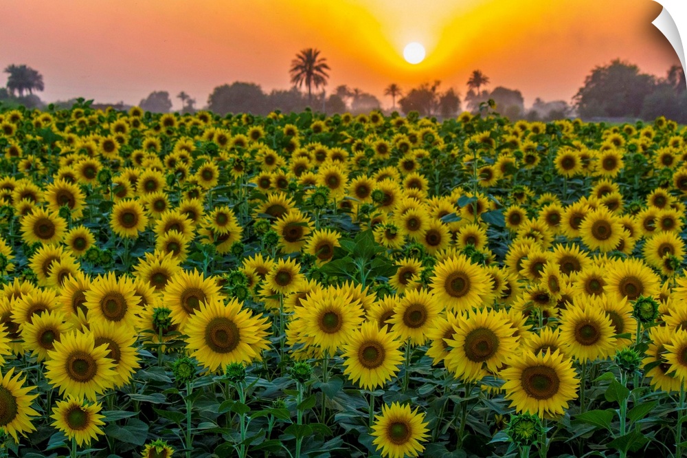A beautiful sunflower field at sunset near Bahawalpur city, Pakistan.