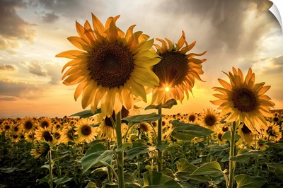Sunflower Starburst