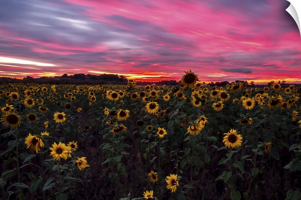 A field of Sunflowers turning away from the blazing night sun.