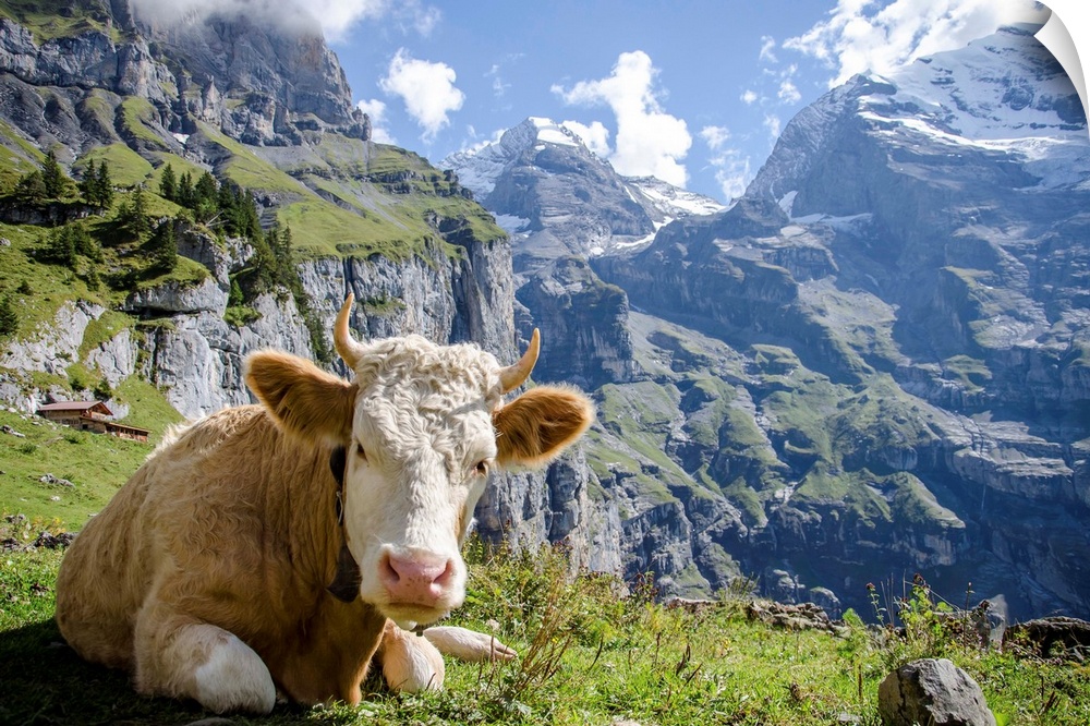 Cow relaxing in the mountains of Oeschinensee, Kandersteg, Switzerland.