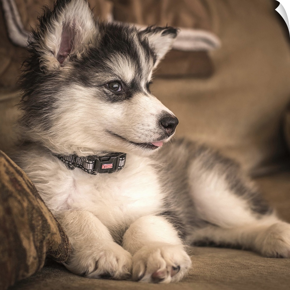 An Alaskan Malamute puppy resting on a sofa.